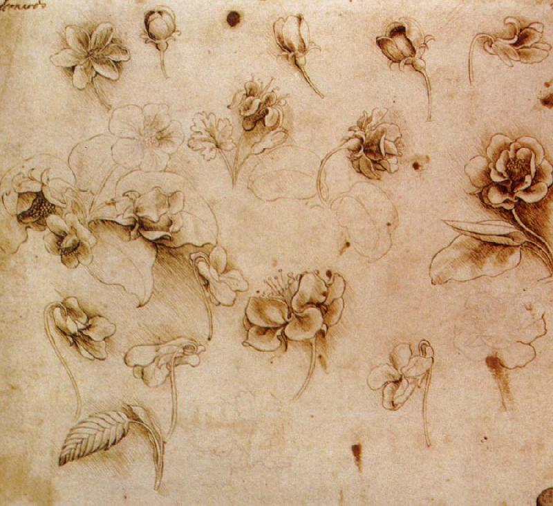 Leonardo  Da Vinci Flower Studies